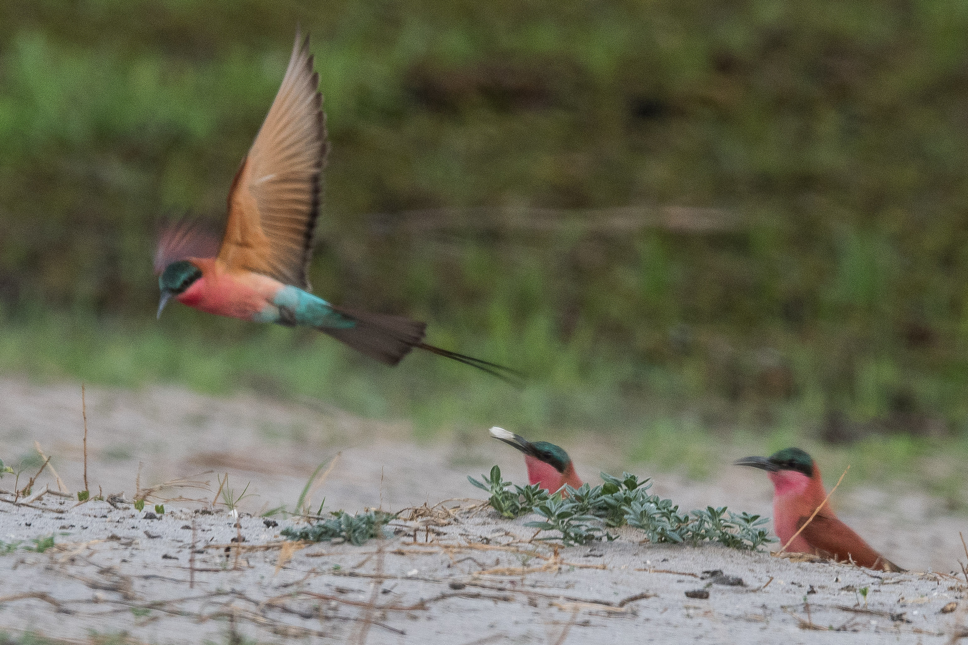 Guêpiers carmin (Southern Carmine bee-eater, Merops nubicoides), 2 adultes émergent de leur terrrier, dont l'un en extrait un sac fécal, Réserve de kwando,Botswana.